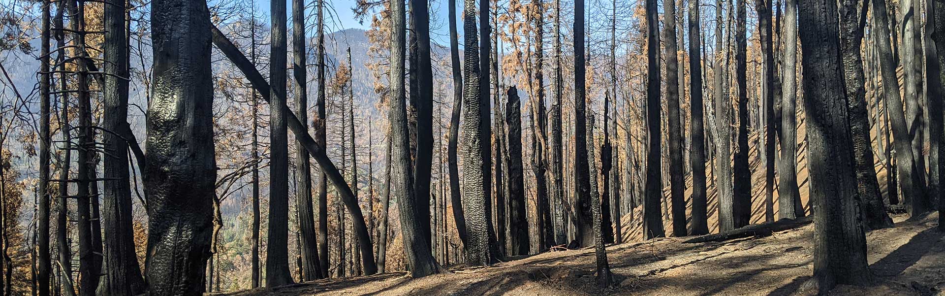 2020 California Wildfire Debris and Hazardous Tree Removal 