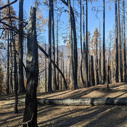 2020 California Wildfire Debris and Hazardous Tree Removal